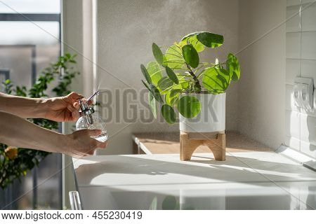 Woman Spraying Pilea Peperomioides Houseplant, Using Sprayer, Moisturizes Air Surround Leaves During