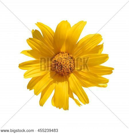 Yellow Flower Of Tithonia Diversifolia (mexican Sunflower Or Nitobe Chrysanthemum) Isolated On White