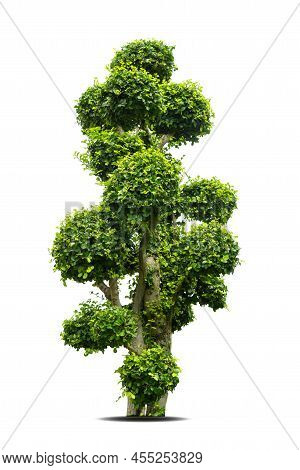 Tako Tree Bending On Isolate White Background.bonsai Ebony Element Tree For Decorate Architect Desig