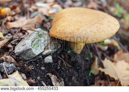 Suillus Luteus Growing In The Forest . Slippery Jack Bolete Fungus