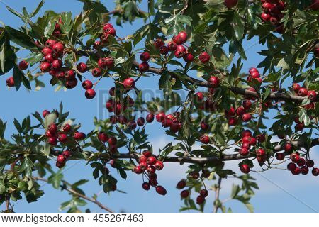 Hawthorn Berries In Late Summer - In Uk