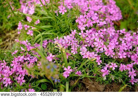 Nice Pink Saponaria Ocymoides Under A Warm Spring Sun. Pink Little Flowers