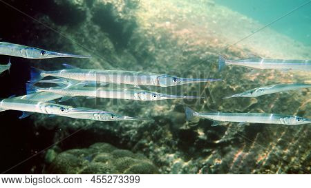 School Of Reef Needlefish Or Belonidae Hunting On A Coral Reef. Snorkeling Scuba And Diving Backgrou