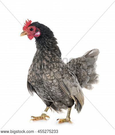 Malaysian Serama In Front Of White Background