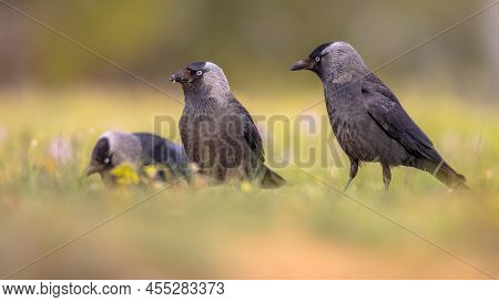 Western Jackdaw (coloeus Monedula) Group Walking And Searching For Food On Bright Background