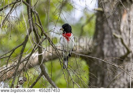 The Male Rose-breasted Grosbeak (pheucticus Ludovicianus), Natural Scene From Wisconsin