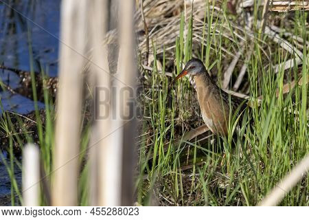 Virginia Rail (rallus Limicola) In Marsh. Narural Scene From Wisconsin