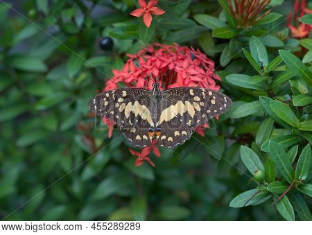 The Orange Butterfly Perched On The Flowers