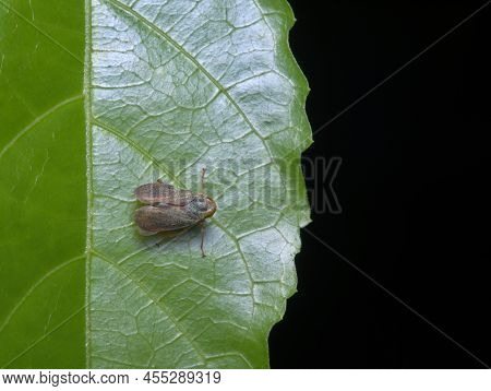 Little Leaf Hopper Bug On The Leaf
