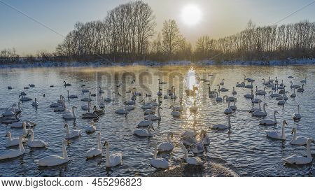 A Flock Of White Swans Swims In An Ice-free Lake At Sunset. Steam Over The Water. A Sunny Path . The