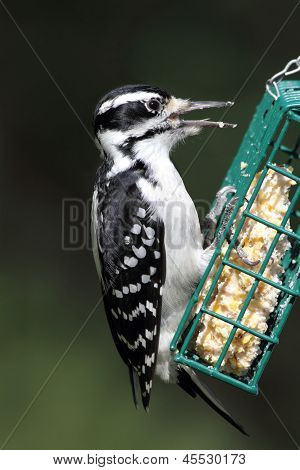 Волосатый дятел (picoides Villosus)