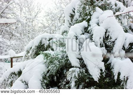 Snow Covered Spruce. Pine Branch Covered With Snow.