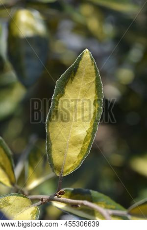 Oleaster Limelight Yellow And Green Variegated Leaves