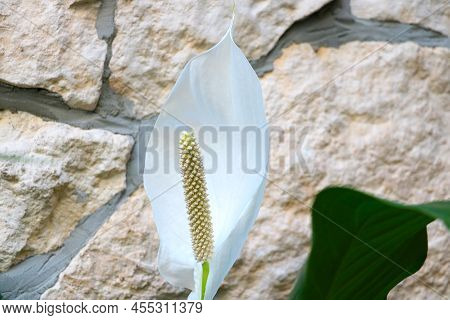 White Famingo Flowers, Anthurium Or Laceleaf Are Blooming In Garden