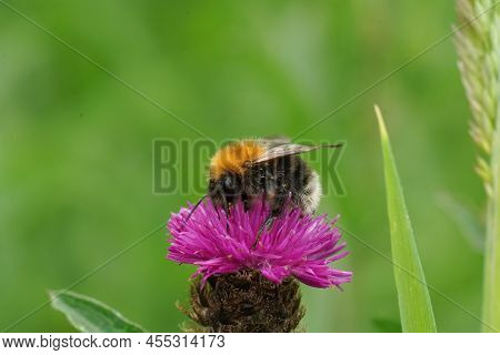 Closeup On A Colorful Tree Bumblebee, Bombus Hypnorum On A Purple Knapweed, Centaurea Jacea In The F