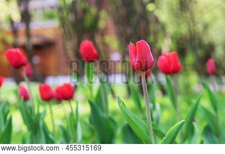 Half-opened Tulip Buds Of Red Tulips In The Spring Garden. Blooming Tulips Gesner's.