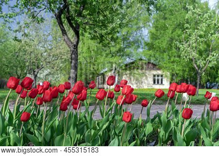 Flower Bed With Bright Red Tulips Against The Background Of A Village House.