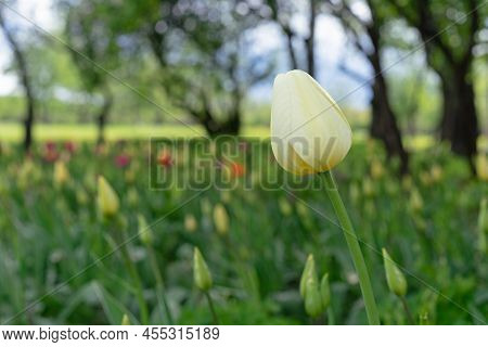 Beginning Of Flowering Yellow Tulip In The Spring Garden. Light-yellow Tulip Gesner's.