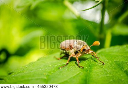 Common Cockchafer Melolontha Melolontha, Known As A May Bug Or Doodlebug.