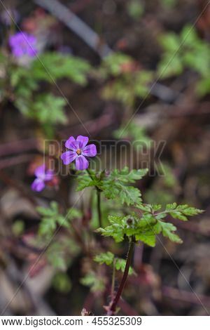 Beautiful Purple Wild Forest Flowers. Two Flowers. Geranium Robertianum, Or Herb-robert, Red Robin,