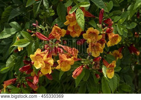 Yellow And Orange Coolor Of Sparky, Yellow Bell,tecoma Stans, Trumpet Flowers. Clear Color On The Tr