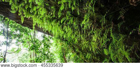 A Primitive Cave In The Deep Tropical Forest, Lush Fern And Green Plants Growing On The Wall, And Se