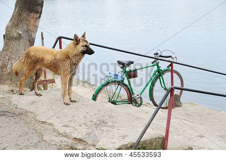 Cane rosso