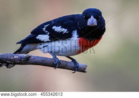 Close Up Portrait Of A Rose-breasted Grosbeak (pheucticus Ludovicianus) Perched On A Tree Branch Dur