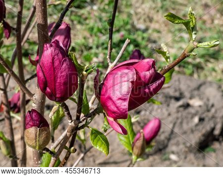 Magnolia 'genie' With Deep Red, Almost Black Bud That Open Into Medium-sized, Cup Shaped, Lotus-like