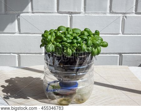 Growing Young, Green, Fresh Basil Plants In Diy Plastic Pot Made From Cut Plastic Bottle. Small, Gre