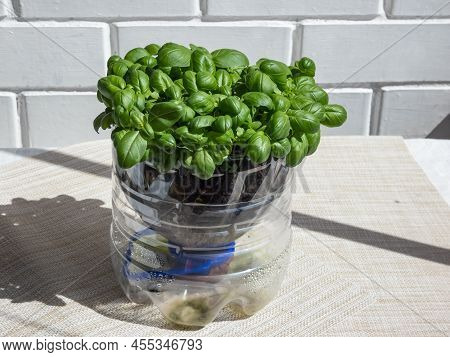 Growing Young, Green, Fresh Basil Plants In Diy Plastic Pot Made From Cut Plastic Bottle. Small, Gre