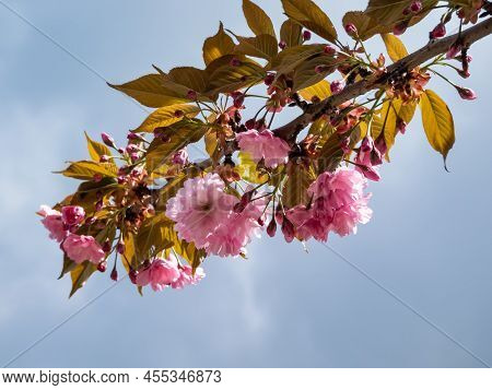 Beautiful, Pink Cherry Blossoms Of The Japan Pink Sakura Flowers Flowering On The Branches And Stems