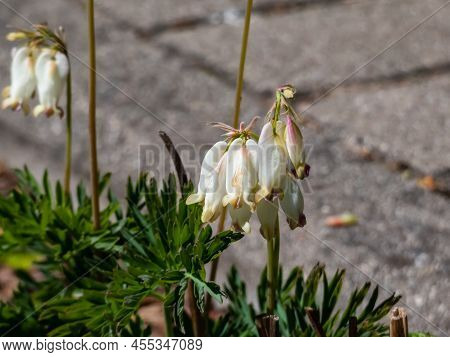 Macro Shot Of Delicate, Dangling Creamy White, Heart-shaped Flowers Of The Fern-leaf Bleeding Heart 