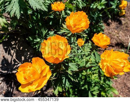 Close-up Shot Of The Large, Cup-shaped Orange Flower Blossoms Of The Siberian Globe Flower (trollius