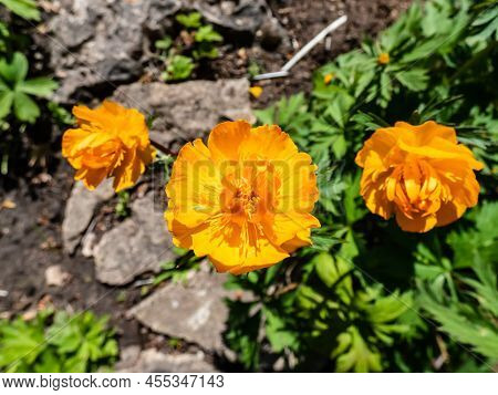 Close-up Shot Of The Large, Cup-shaped Orange Flower Blossoms Of The Siberian Globe Flower (trollius