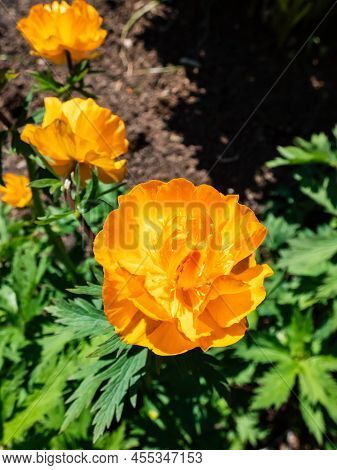 Close-up Shot Of The Large, Cup-shaped Orange Flower Blossoms Of The Siberian Globe Flower (trollius