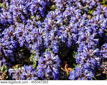 Beautiful Purple Floral Background. Macro Shot Of Ground Cover Pyramidal Bugle (ajuga Pyramidalis) '