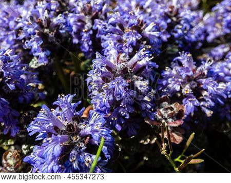 Beautiful Purple Floral Background. Macro Shot Of Ground Cover Pyramidal Bugle (ajuga Pyramidalis) '