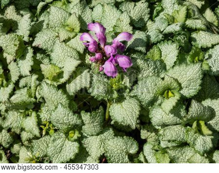 Spotted Dead-nettle (lamium Maculatum) 'red Nancy'. Low-growing, Carpet Of Heart-shaped, Silvery Gre