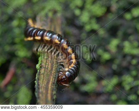 Yellow Spotted Millipede On The Mossy Ground