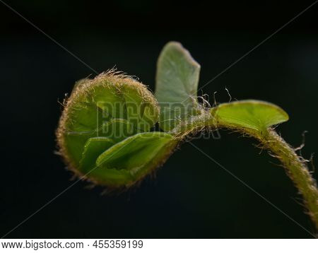 Newly Bloomed Young Fern Shoots In The Garden