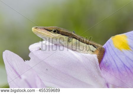 Asian Grass Lizard, Six-striped Long-tailed Lizard, Or Long-tailed Grass Lizard Takydromus Sexlineat
