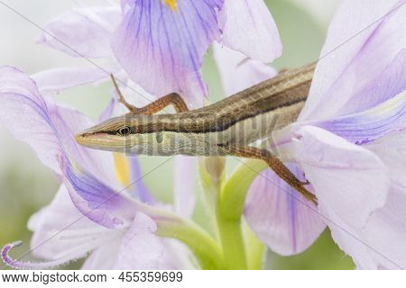Asian Grass Lizard, Six-striped Long-tailed Lizard, Or Long-tailed Grass Lizard Takydromus Sexlineat