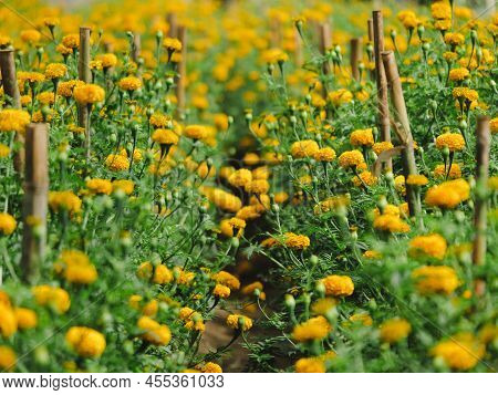 Yellow Marigolds Blooming In The Garden. Mexican Marigold Flower Or Tagetes Merigolds Or Ganda Grow 