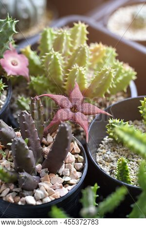Huernia With Red Flower In Cactus And Succulent Garden.