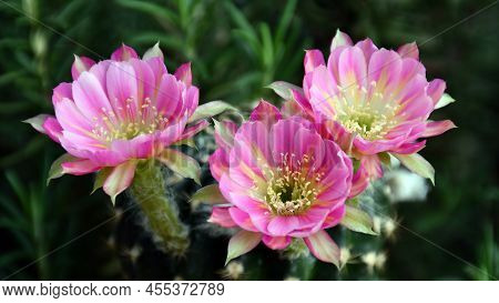 Pink Lobivia Hybrid On Natural Green Background.