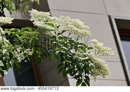 Twig Blossomed Sambucus  Or Elderberry In The Spring Garden, Sofia, Bulgaria