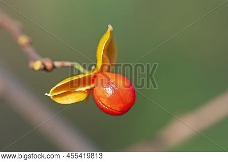 American Bittersweet Seed In Fall In The Peny Road Pond Preserve In Illinois