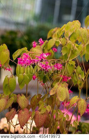 Epimedium Fukujuji Close Up Flowered Pink Blossoms In The Garden In Spring