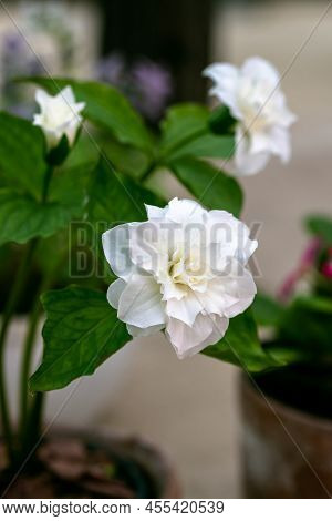 Trillium Grandiflorum Snowbunting Blossoms In The Garden In Spring